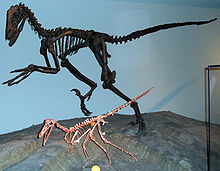 Buitreraptor (vpředu) a Deinonychus (vzadu) ve Field Museum of Natural History  