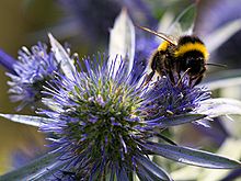 Abelhas Bumblebebees