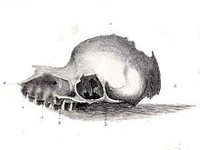 Bunyip