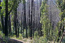 Two years after the Bogong bushfire, the forest in Victoria's eastern Gippsland shows the recovery of trees and vegetation.