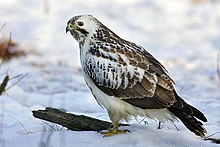 The buzzard