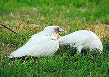 Forvildede langnæbede Corellas i Perth. Fuglen til højre bruger sit lange næb til at grave efter føde i kort græs.