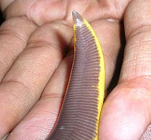Ventilační otvor je důležitým taxonomickým znakem pro identifikaci Ichthyophis.
