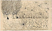 Microscopic section of the cerebellum of a chicken