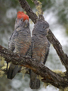Et par Gang-gang Cockatoos i NSW, Australien (hannen med røde hovedfjer).