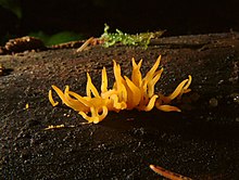 Leaf hornling (Calocera cornea)