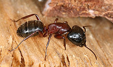 Ants, like the brown-black horse ant here, show the insects' body parts, which are separated from each other, particularly clearly.