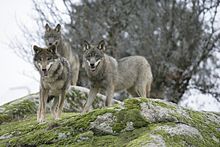 Iberian wolf (Canis lupus signatus)