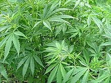 Cannabis Sativa , eller marijuana, är en gröda som både är en drog och en medicinalväxt.