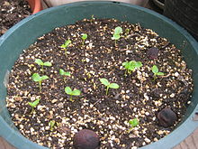 Papaya-Sämlinge.