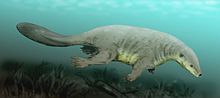 Reconstrucción de Castorocauda. Obsérvese el pelaje y las adaptaciones para nadar (cola ancha y plana; pies palmeados) y para excavar (extremidades robustas y garras).