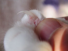 La garra retráctil de un gato doméstico (arriba en el centro), que parece una aguja curvada o una punta de gancho
