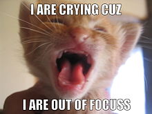 En almindelig lolcat. Sætningen "I are crying cuz I are out of focuss" er et typisk eksempel på sjovt sprog.