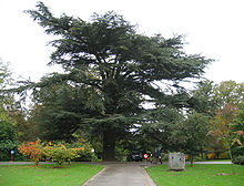 Cedrus atlantica , Domaine de Mariemont, Bélgica