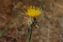 In the steppe regions, drought-resistant plants that protect themselves against browsing with thorns predominate, in this case the Solstice knapweed.