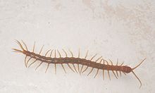 Centipede