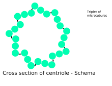 Centriole