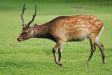 Deer