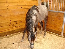 Un cheval dans une stalle d'une écurie (aux États-Unis)
