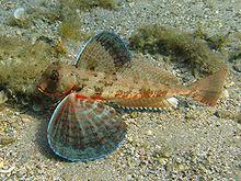 Striped gurnard (Trigloporus lastoviza)