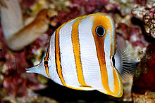 Copper striped butterfly (Chelmon rostratus)