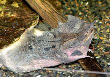 Head and neck shape of a suction snapper (fringed turtle)