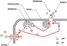 Chemoelectric triggering of excitation in olfactory sensory cells by briefly permitted ionic currents due to binding of odorant to specific olfactory receptors