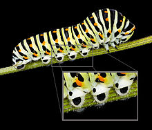 Proleg,Papilio machaon