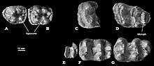 Teeth of Chilgatherium with two to three ridges