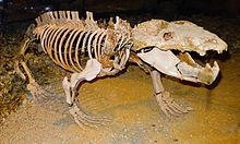 Chiniquodon, en cynodont fra den øvre Trias, som er tæt på pattedyrenes forfædre. Palæontologisk museum, Tübingen