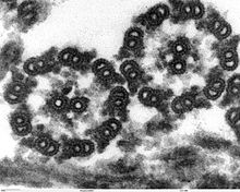 Transverse section through axonemes of flagella of Chlamydomonas rheinhardtii (Chlorophyta), transmission electron microscopy