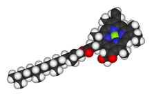 Rumudfyldende model af klorofyl a-molekylet  