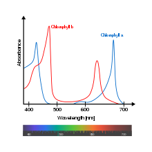 Absorptionsspektre af frit klorofyl a (grøn ) og b (rød) i et opløsningsmiddel. Klorofylmolekylernes spektrer ændres en smule in vivo afhængigt af specifikke pigment-protein-interaktioner.  