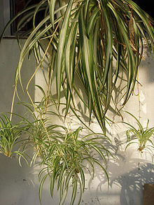 Plantas arañas con pequeños estolones. Son una forma de reproducción asexual  