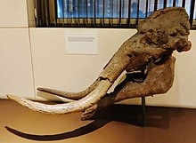 skull of Choerolophodon; skull and mandible are long and low