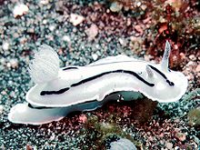 Chromodoris willani Lembeh Straits, Indonesien  