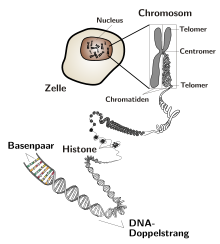 Typical textbook image of chromosomal structure with typical errors. See detailed legend here.