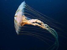 Forma de meduză a unei meduze