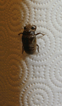 Muda de la cigarra  