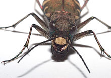 The powerful mouthparts of the mountain sand beetle