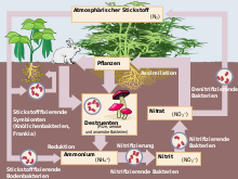 Nitrogen cycle