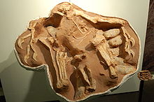 Hnízdící exemplář Citipati osmolskae v AMNH.