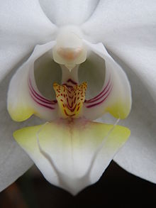 Primer plano de una flor de Phalaenopsis