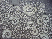 Fossile ammonitter fra Coade stone på fortovet uden for museet.