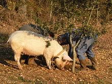 Cerdo adiestrado en Gignac, Lot, Francia