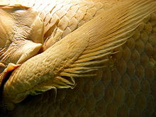 Pectoral fin of a Comorian coelacanth in the Natural History Museum