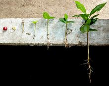 Coffee from fruit to plant