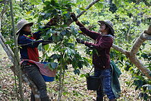 Coffee harvest in Laos