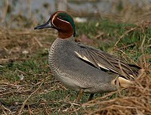 Teerikana (A. crecca), naaraspuolinen naaraspuolinen naaraspuolinen naaraspuolinen naaraspuolinen naaraspuolinen naaraspuolinen naarashaukka  