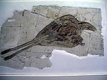 Confuciusornis, kreidos paukštis iš Kinijos